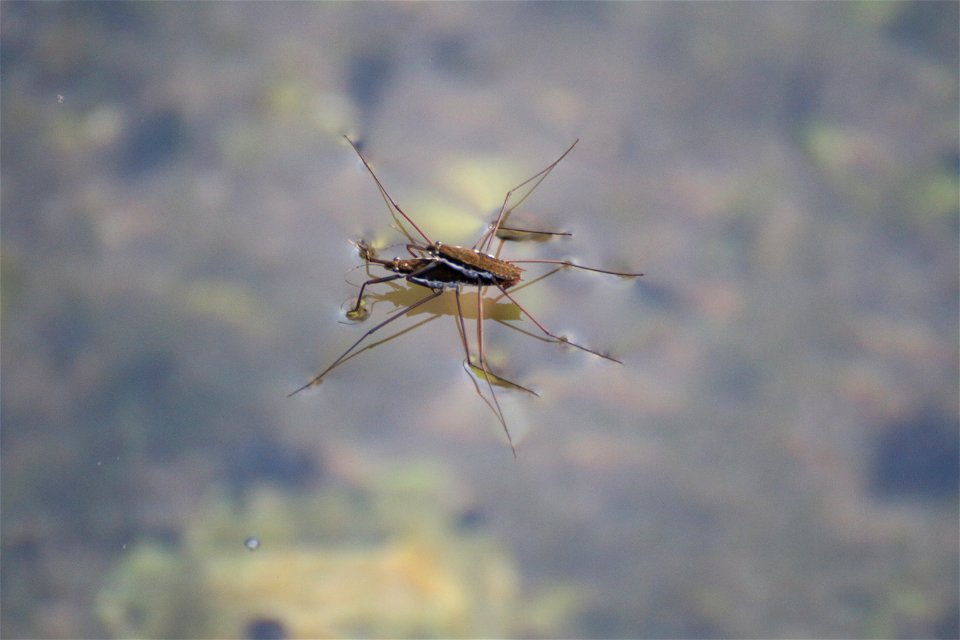 Water Striders