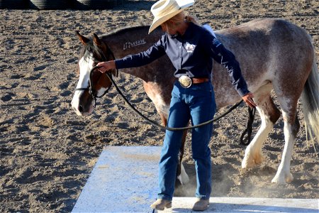 Northern Utah Wild Horse & Burro Festival - 2022