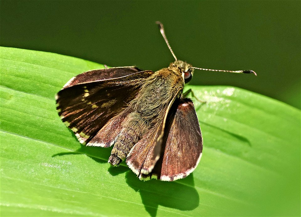 ROADSIDE-SKIPPER, LACE-WINGED (Amblyscirtes aesculaplus) (05-08-2023) charles d owen park, bucombe co, nc (6)