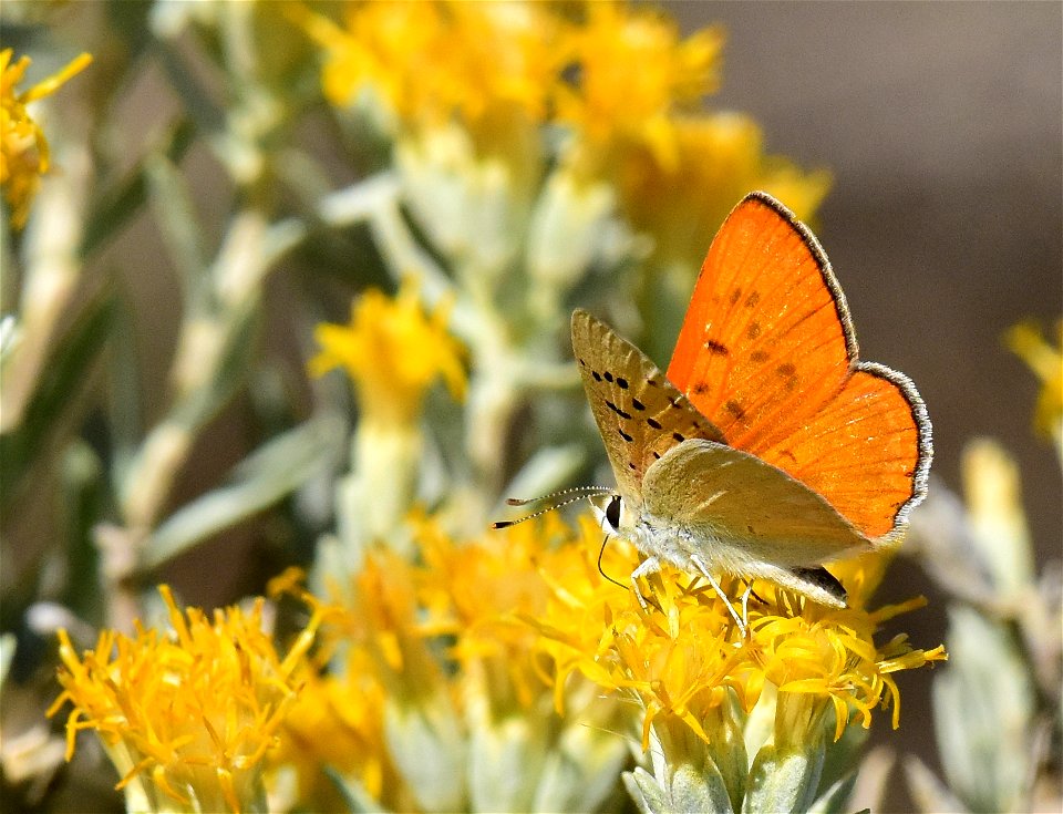 Ruddy Copper Lycaena rubidus at Seedskadee National Wildlife Refuge Wyoming