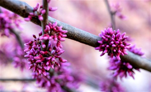 Redbud Blossoms on a Rainy Day photo