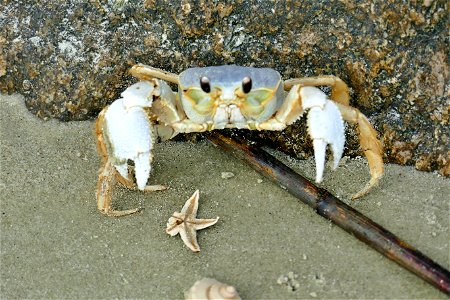 Ghost Crab-P1930148 photo