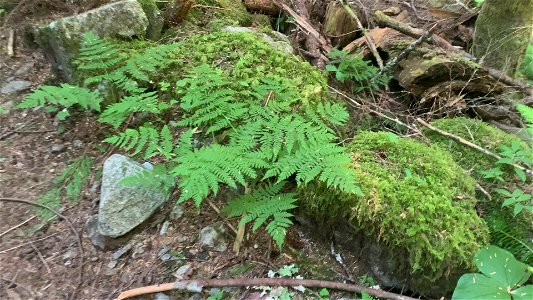 Frog at Goat Lake, Mt. Baker-Snoqualmie National Forest. Video by Sydney Corral July 5, 2021 photo