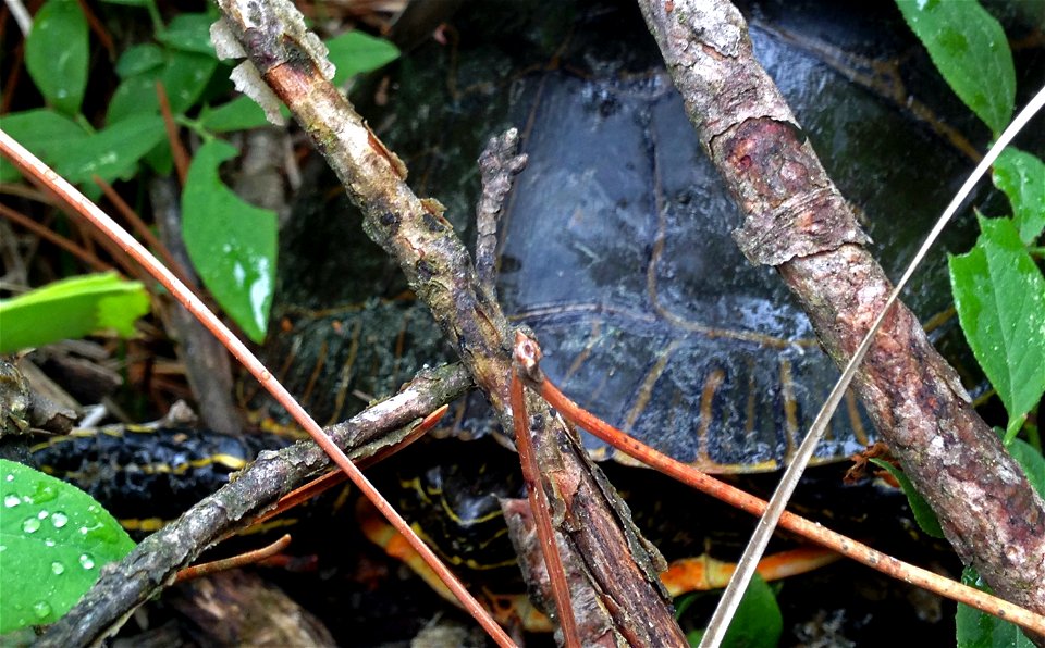 Painted turtle found its hiding place photo