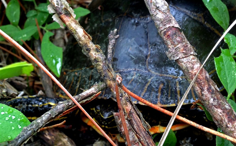 Painted turtle found its hiding place