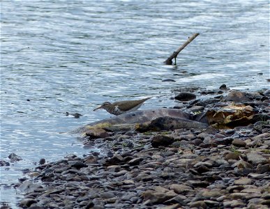 Spotted sandpiper forages over salmon carcass photo