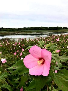 Swamp Rosemallow (Hibiscus moscheutos) photo