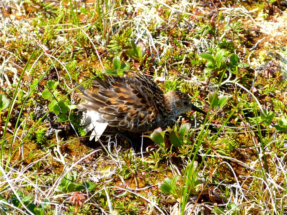 Western sandpiper distraction display photo