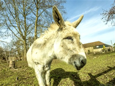 George The Donkey KENT LIFE photo