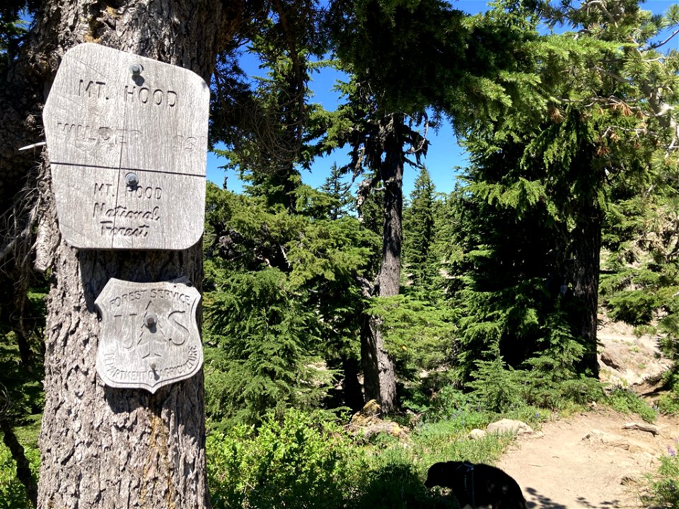 20210715-FS-Mt Hood-Mt Hood Wilderness sign along Pacific Crest Trail - 01