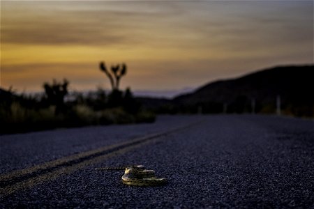 Gopher snake (Pituophis catenifer) in the roadway near Pinto Wye photo