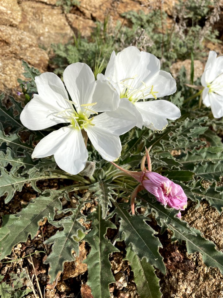 Flowers at Badger Springs
