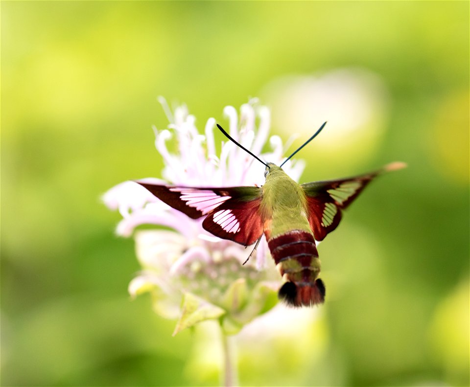 Hummingbird Clearwing Moth on Wild Bergamot photo