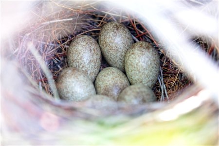 Magpie nest and eggs photo