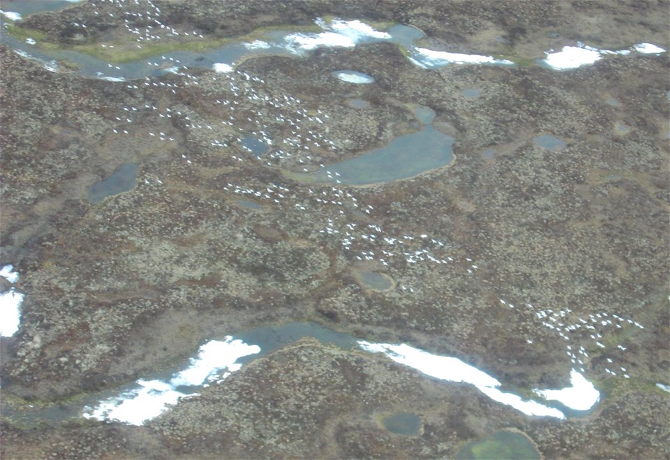 Snow Goose Telemetry