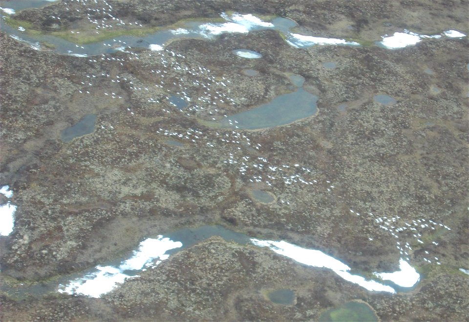 Snow Goose Telemetry photo