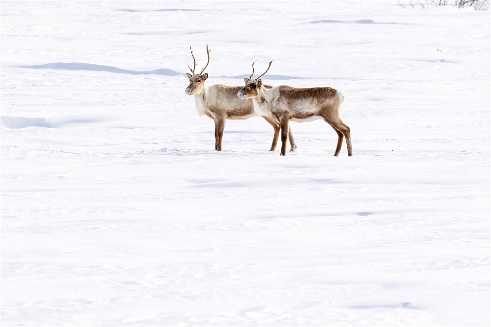 Caribou along a winter trail on Selawik National Wildlife Refuge