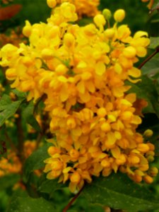 Herestrau Park in spring (144)