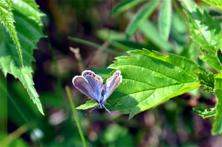 Female Karner Blue Butterfly photo