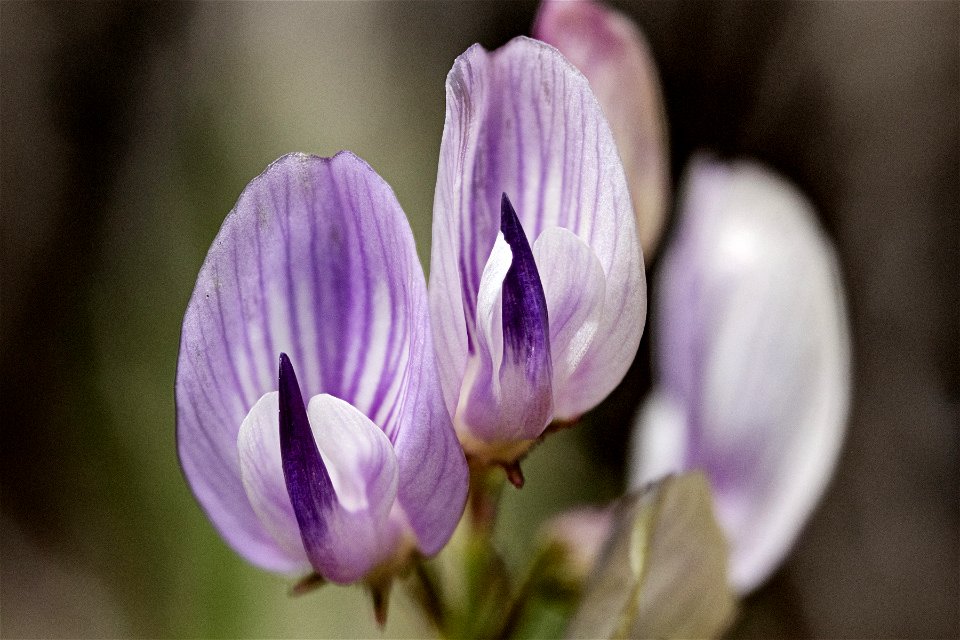 Astragalus miser