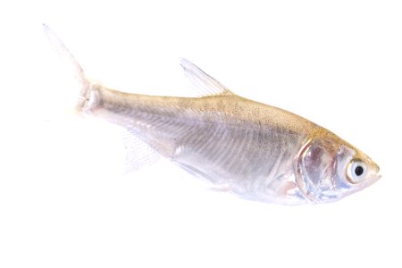Silver Carp (Hypophthalmichthys molitrix), Juvenile (4)