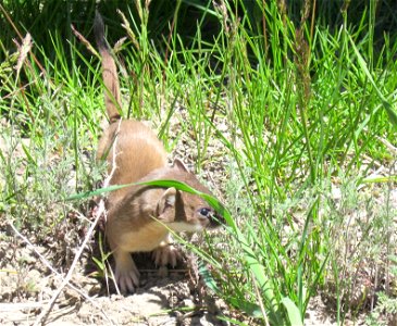 Juvenile Short-Tailed Weasel