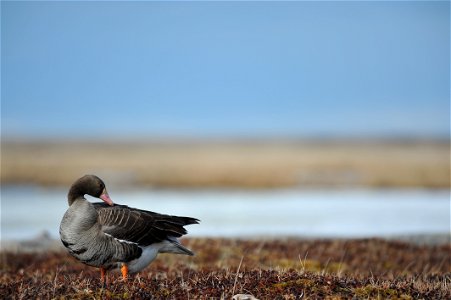 White Fronted Goose photo