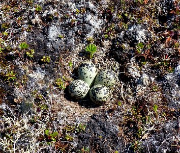 Black-bellied Plover nest