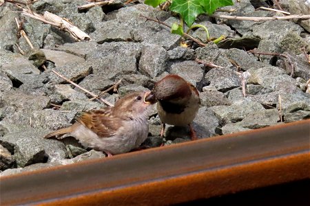House Sparrows photo