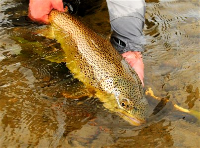Brown trout release photo