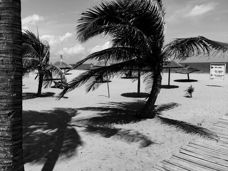 Landscape Trees Beach