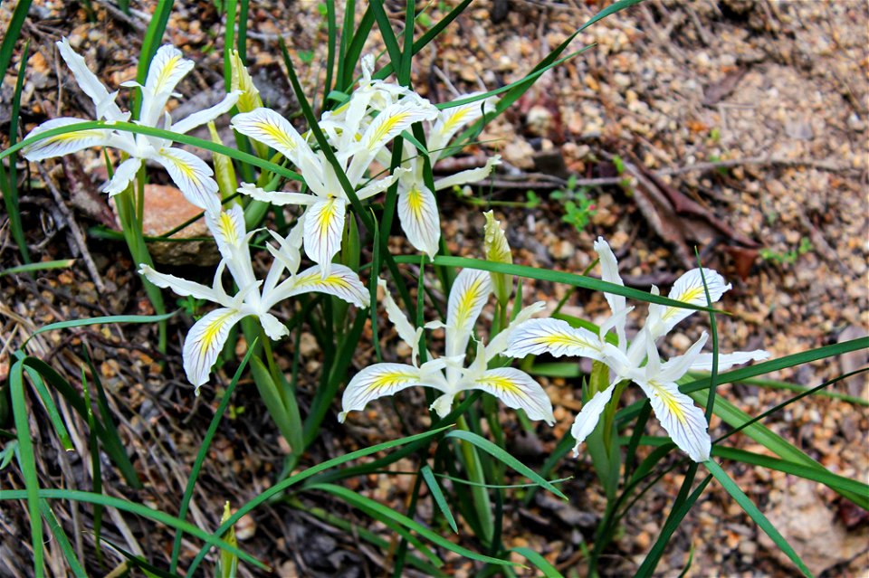 iris_chrysophyllajpg_49385567366_o photo