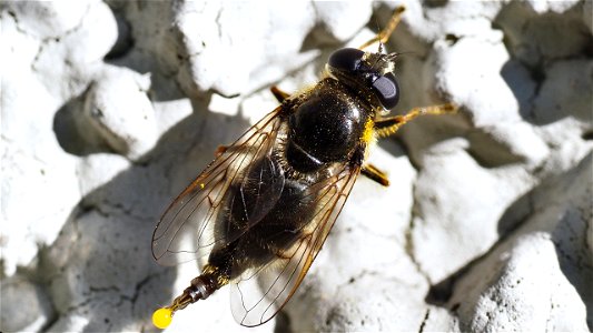Cheilosia caerulescens (Gänsedistel-Erzschwebfliege) - Weibchen