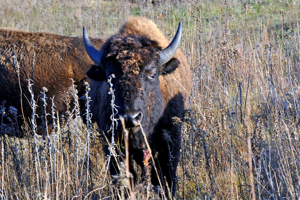 Bison