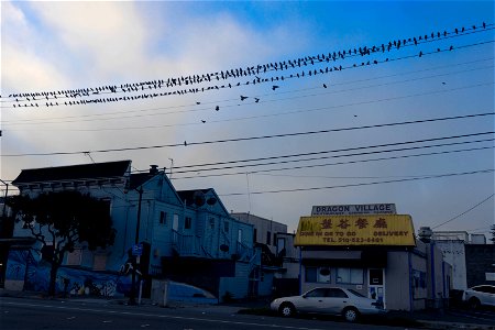 Pigeons flock to Dragon Village restaurant