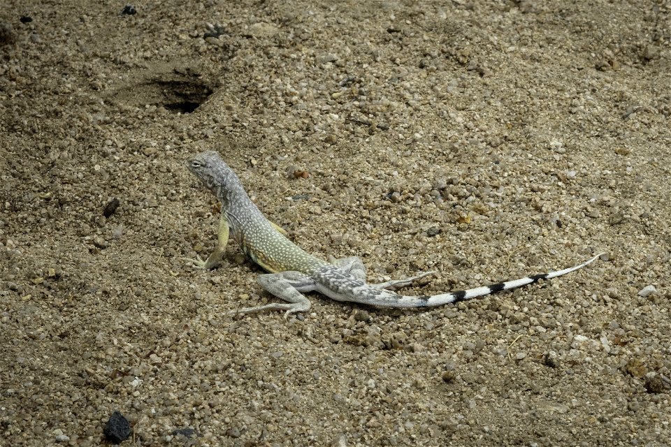 Zebra-tailed lizard (Callisaurus draconoides) photo