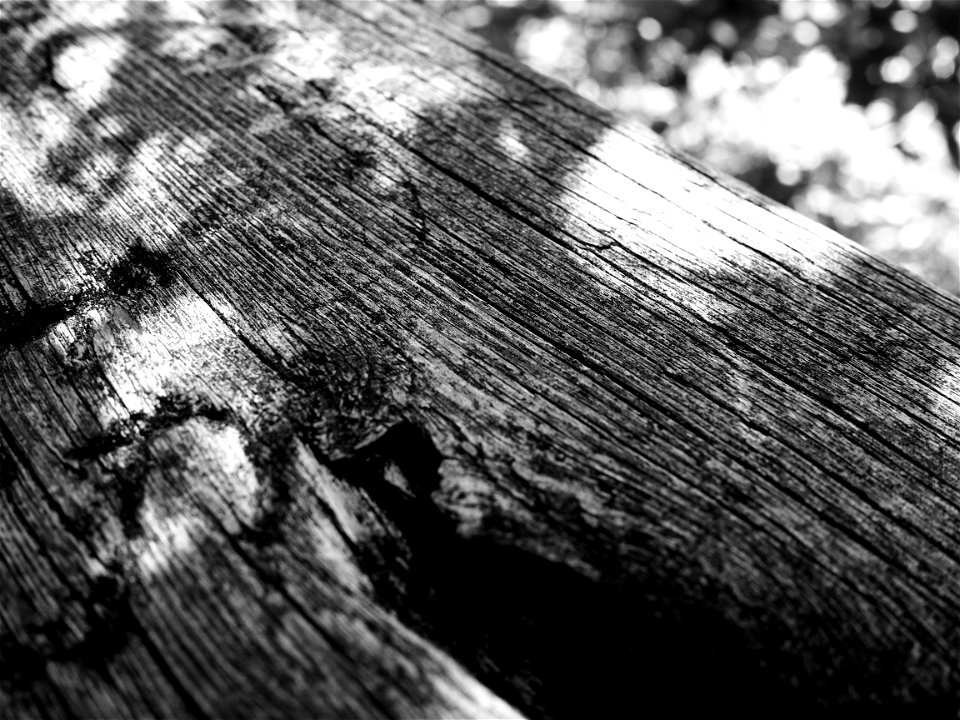 Old Wood photo