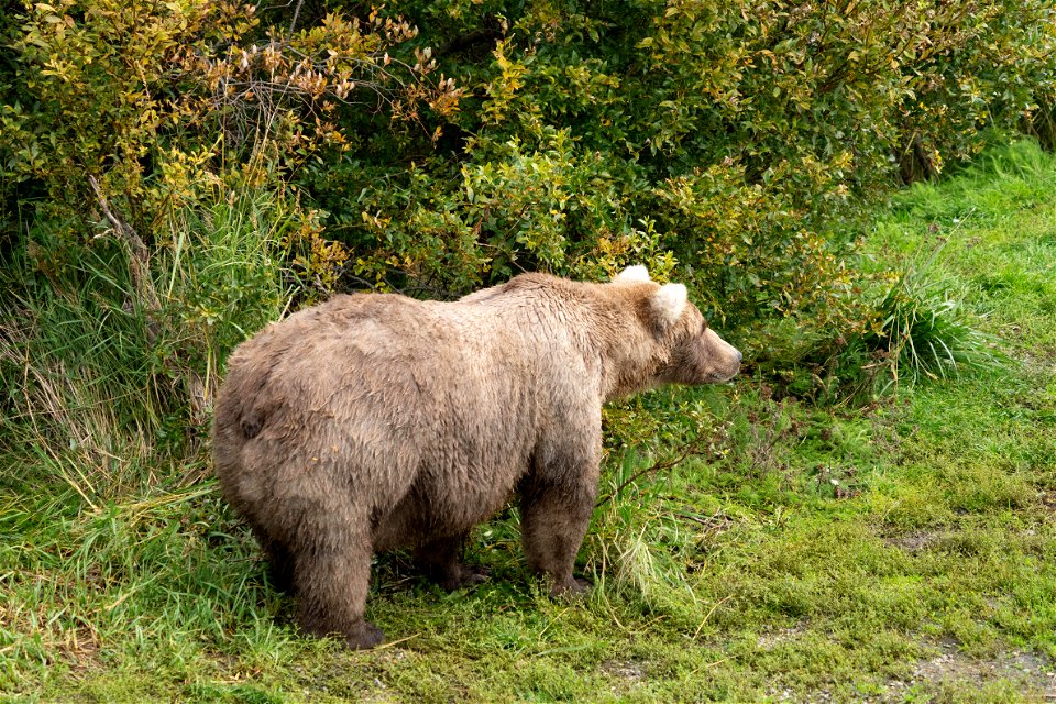 Bear 128 Grazer Fat