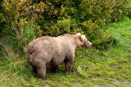 Bear 128 Grazer Fat