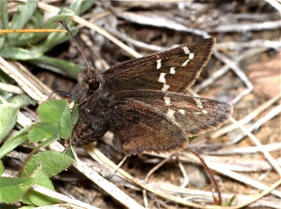 CLOUDYWING, AEMILEA (Thorybes aemilea) (07-04-2022) 6350 ft, three creek meadow campground, south of sisters, deschutes co, or (2)