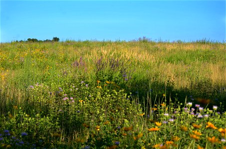 Prairie in bloom photo