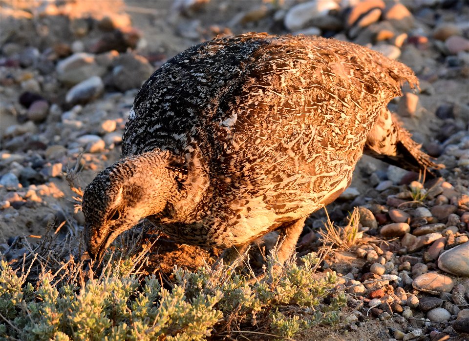 Greater sage-grouse at Seedskadee National Wildlife Refuge