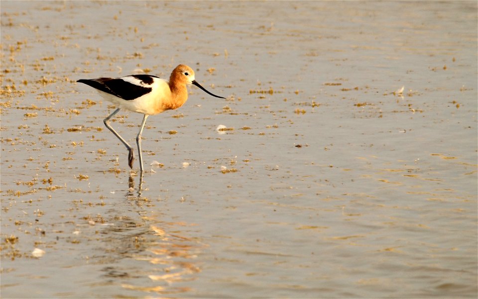 American Avocet Fish Springs National Wildlife Refuge