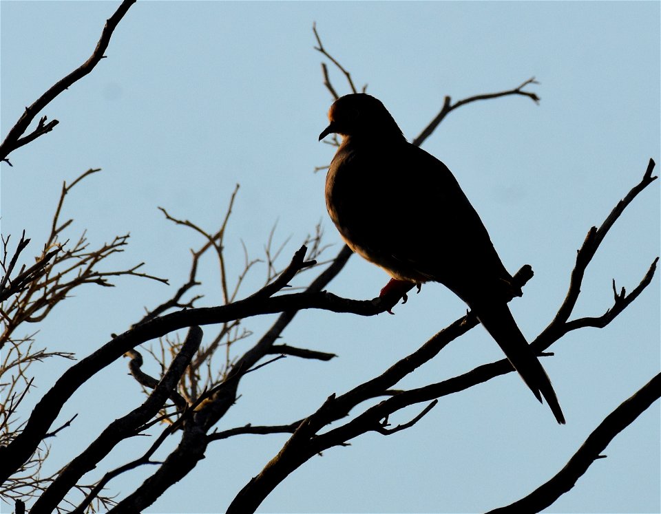 Mourning dove in Arizona