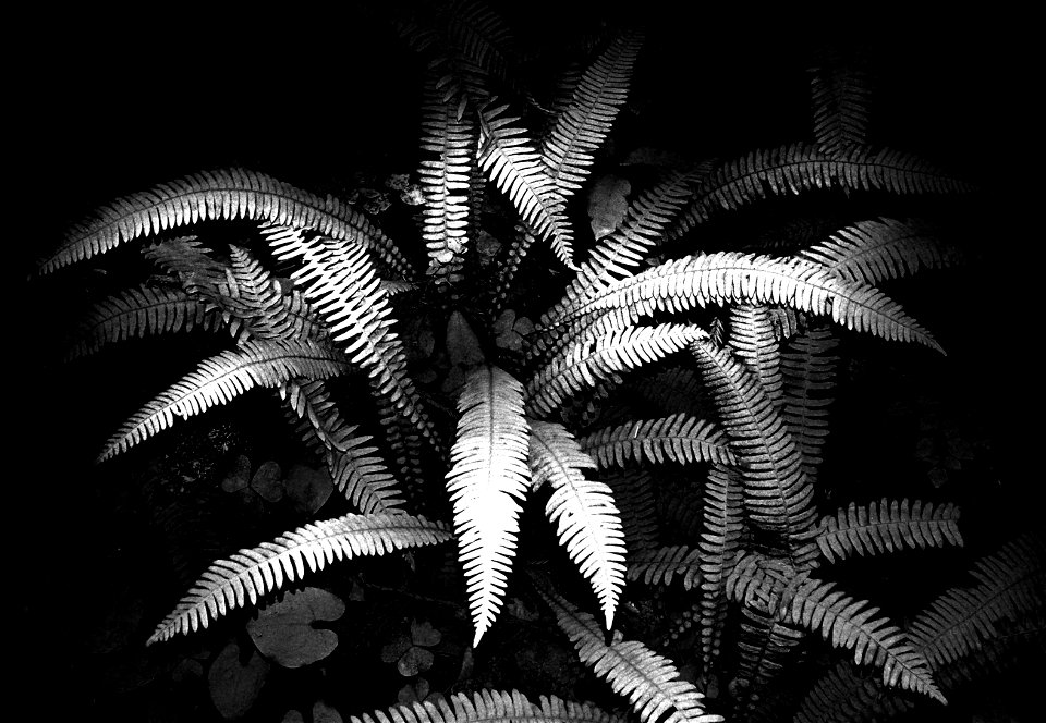 15 BLACK & WHITE STUDIES -   Dust on roadside plants, del norte co, ca (11)