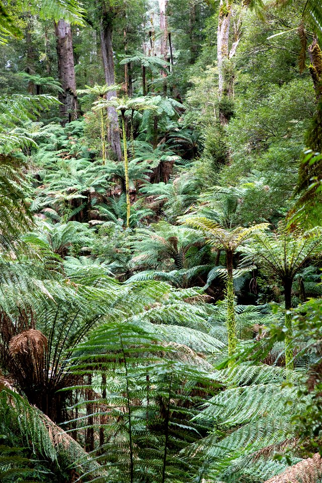 Tarra-Bulga National Park