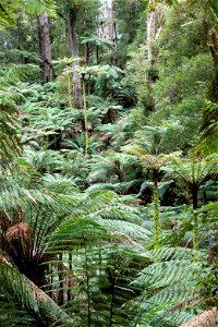 Tarra-Bulga National Park