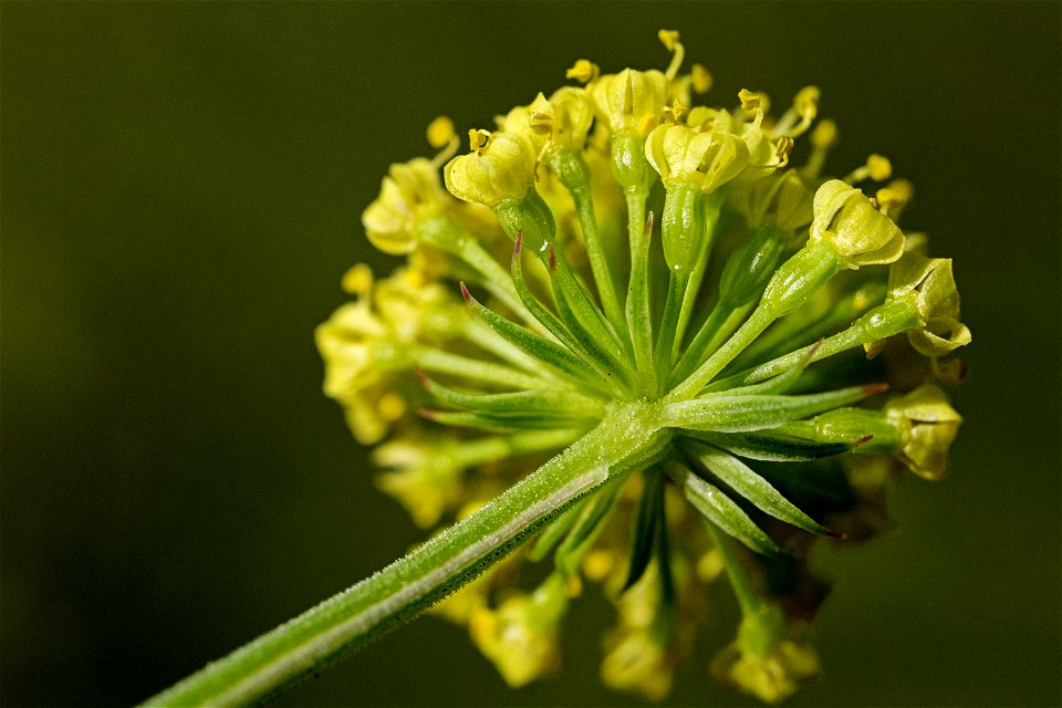 Lomatium simplex