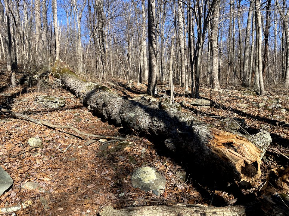 Downed trees on Pass Mountain Trail