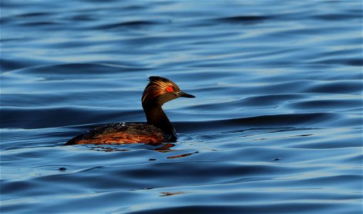 Eared Grebe Huron Wetland Management District photo